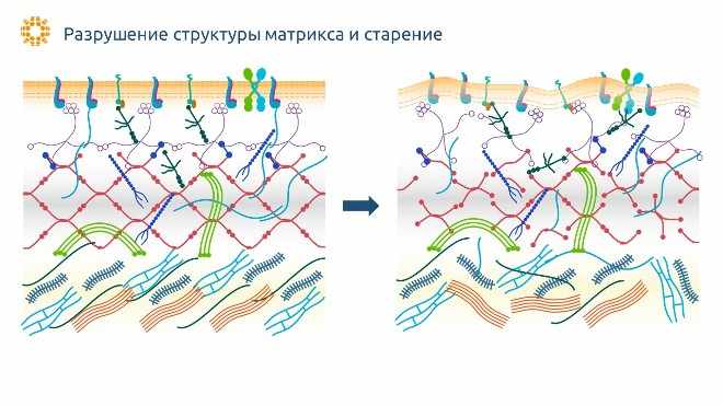 Старение внеклеточного матрикса