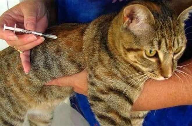 Укол кошке