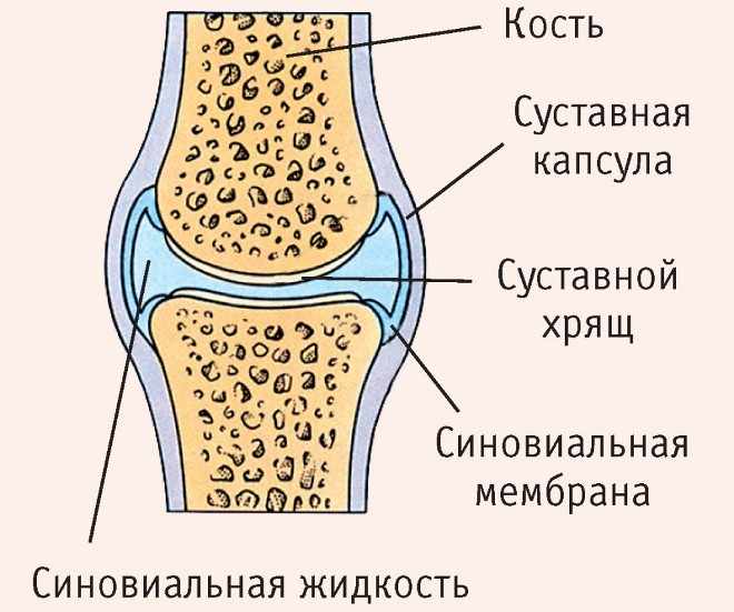 Расположение синовиальной жидкости