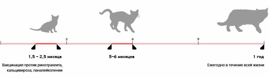 Прививки кошкам
