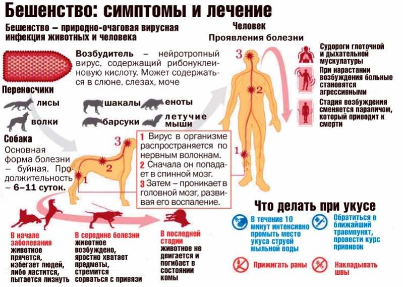 бешенство симптомы и лечение