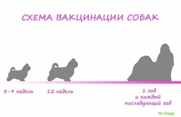 Первая прививка щенкам
