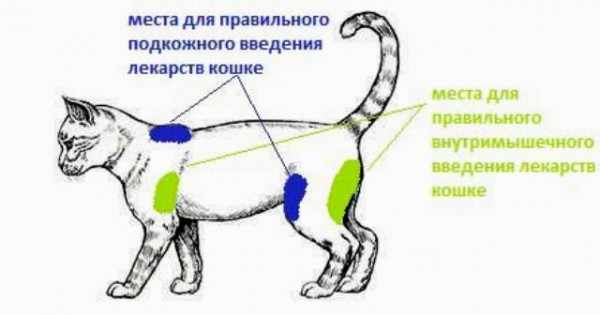 Места для прививки кошки
