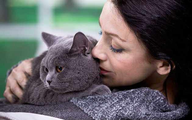 кошка