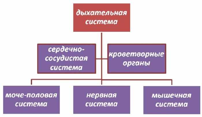 Дыхательная система