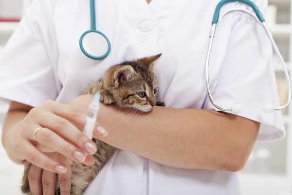 Как делать прививки котятам