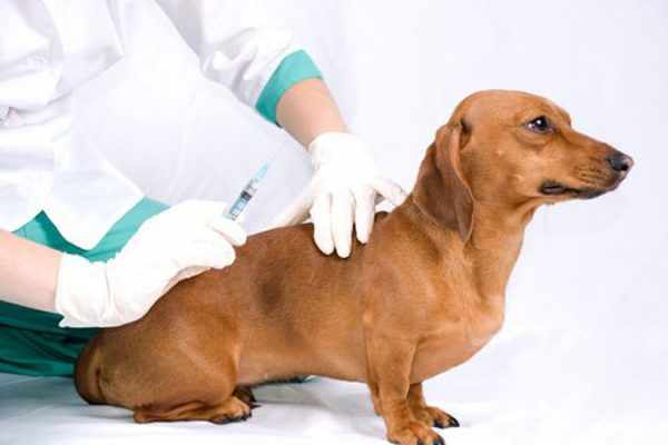 прививки собаке