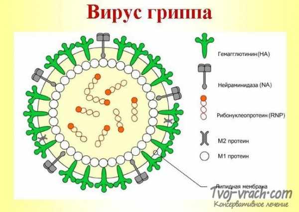 Вирус грипа