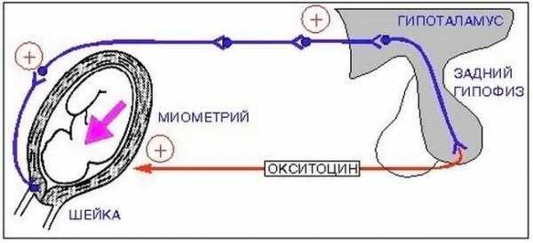 Окситоцин