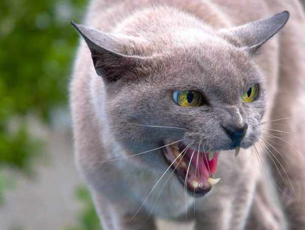 бешанная кошка