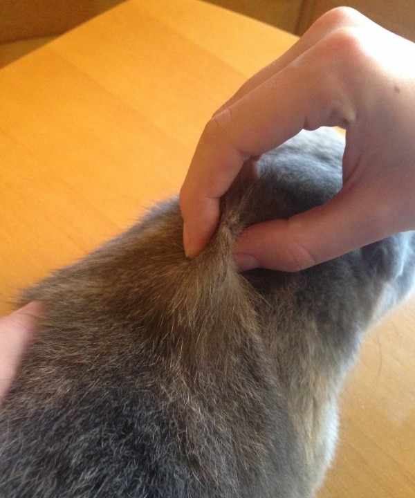 Как сделать прививку в холку