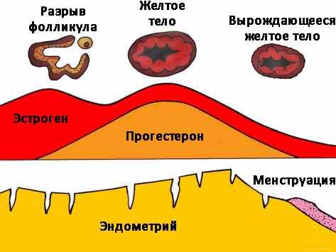 Прогестерон