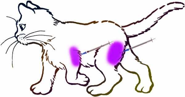 Прививка кошке, что делать