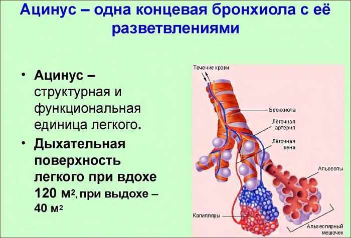 строение ацинуса