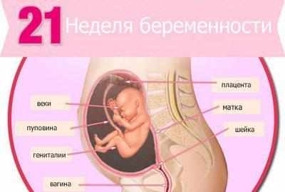 21 неделя беременности