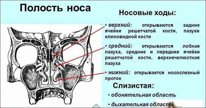 Расположение носовых ходов в полости носа