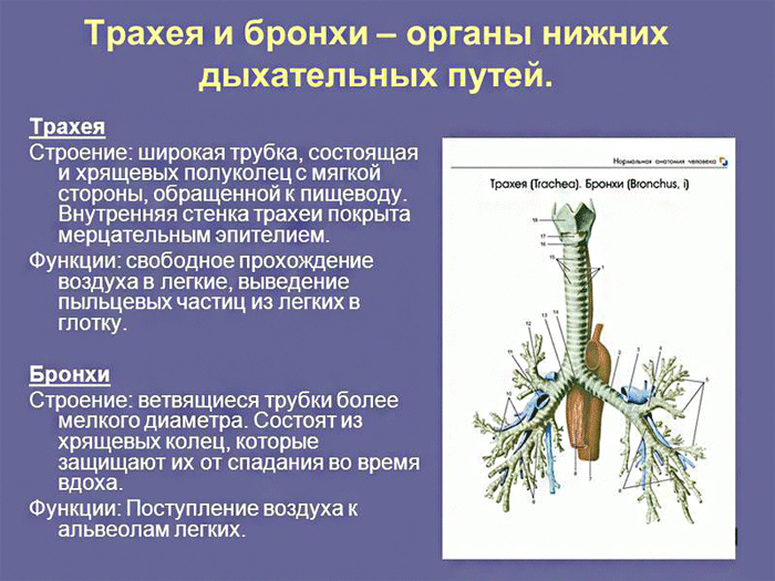 Органы нижних дыхательных путей (трахея, бронхи).