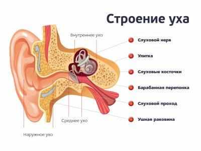 Строение уха