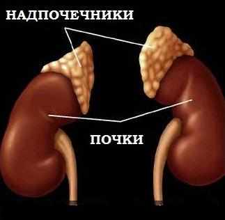 Надпочечники