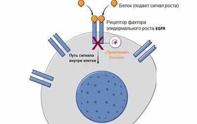 Таргетная терапия при раке