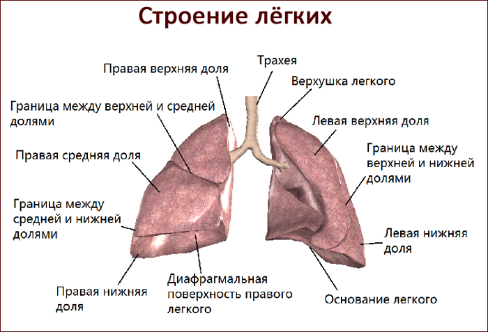 Схема строения легких