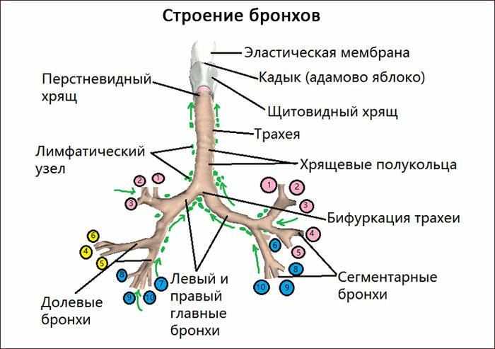 строение бронхов