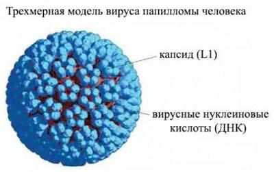Вирус папилломы человека