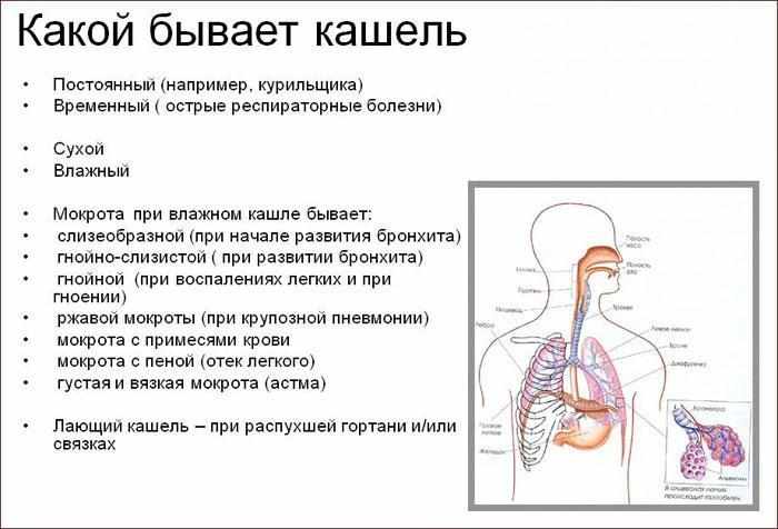 Какой бывает кашель
