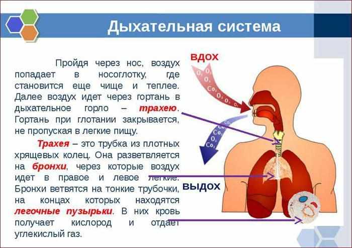 Оказывается воздух. Как воздух попадает в лёгкие. Попадание воздуха в легкие. Схема попадания воздуха в легкие.