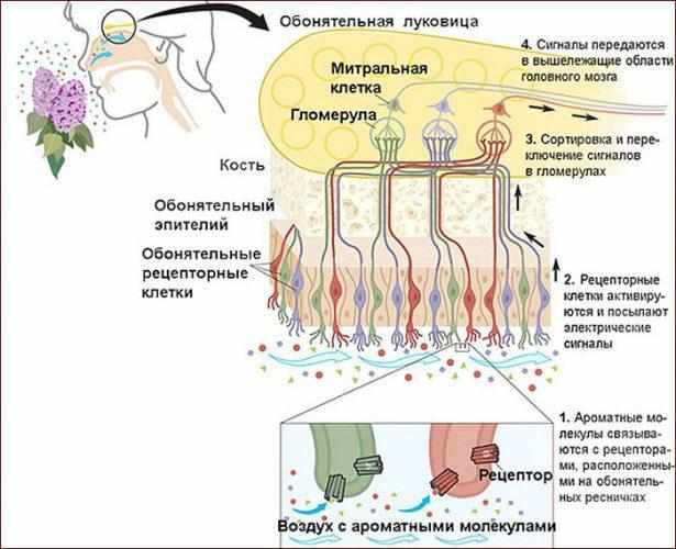 Обоняние человека