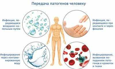 Пути передачи инфекции