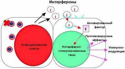 Действие интерферона