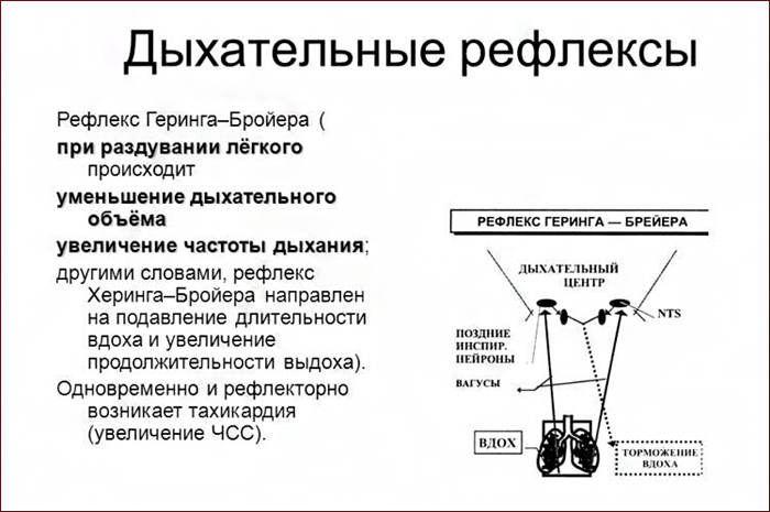 Рефлекторное дыхание. Схема рефлекса Геринга-Брейера. Рефлекс растяжения Геринга-Брейера. Схема рефлекторной дуги рефлекса Геринга–Брейера:. Рефлекс Геринга-Брейера в регуляции дыхания.