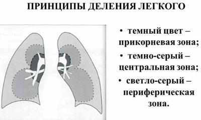 Размещение прикорневой зоны легких