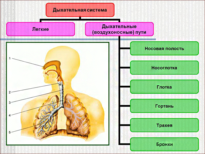Дыхательная система человека