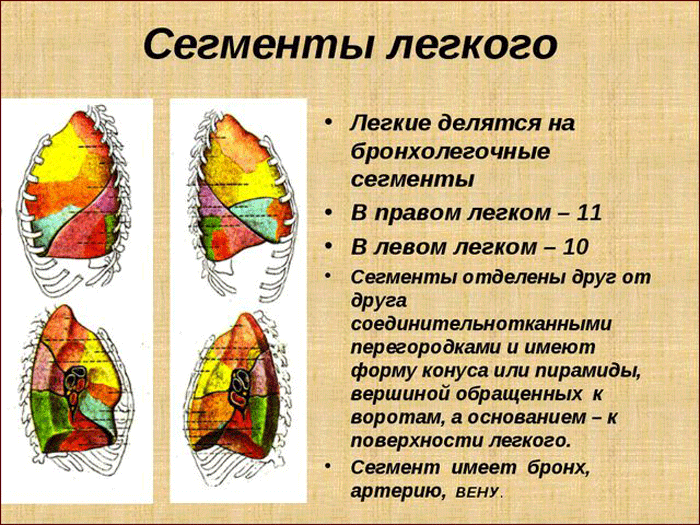 Сегментарное строение легких рисунок