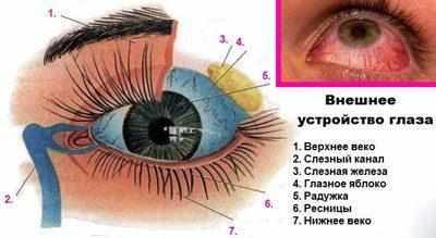 Строение глаза