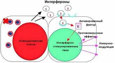 Действие интерферона