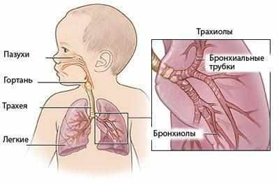 Дыхательная система младенца