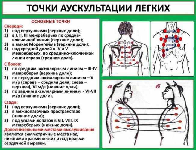 Точки аускультации легких