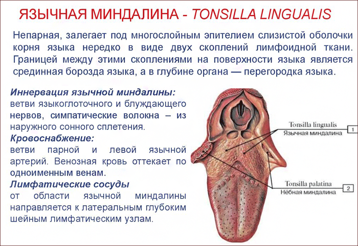 Что такое язычная миндалина, какую роль выполняет