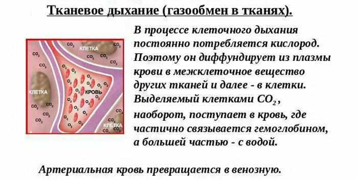 Внутреннее (тканевое) дыхание человека