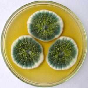 Penicillium chrysogenum