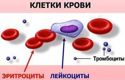 Клетки крови