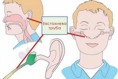 Связь полостей уха и носа
