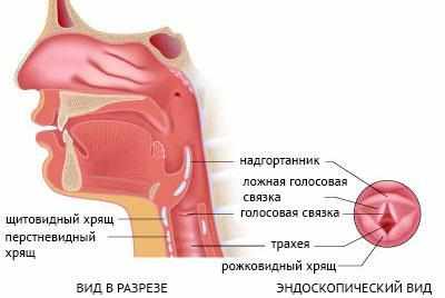 Строение гортани