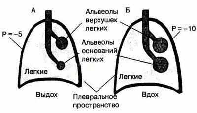 Перфузия легких