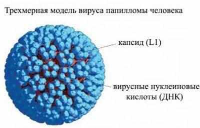 Вирус папилломы
