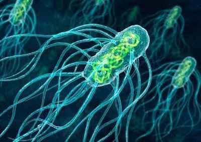 Pseudomonas aeruginosa