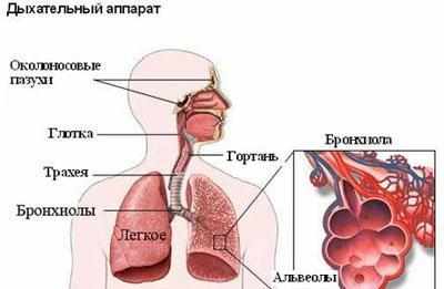 Заболевание бронхов
